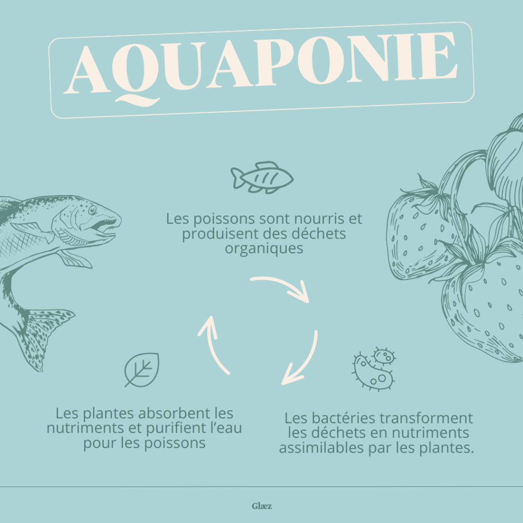 article aquaponie - écosystème