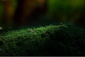 article aquaponie - évolution mousse biomimétisme