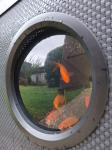 poissons rouge aquaponie