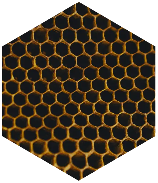 biomimétisme formes intelligentes
