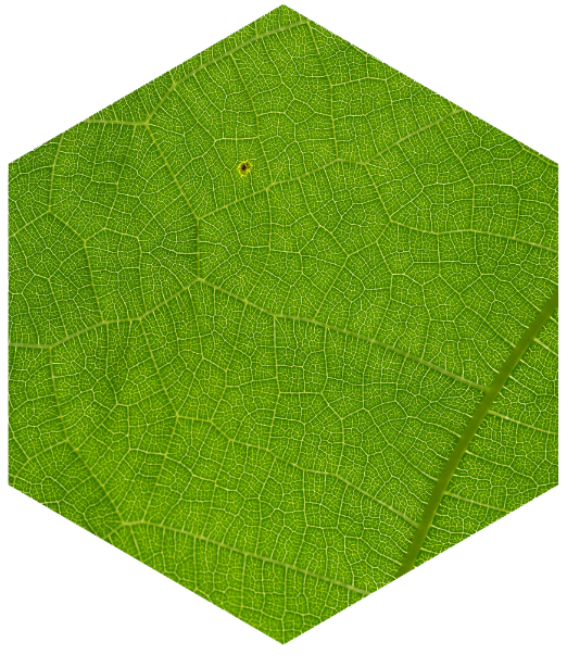 biomimétisme réseaux performants