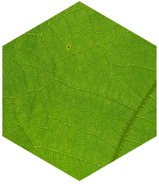 biomimétisme réseaux performants