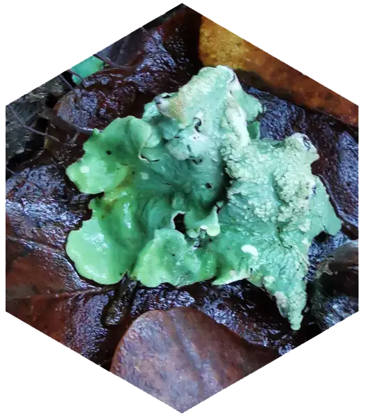 biomimétisme symbiose