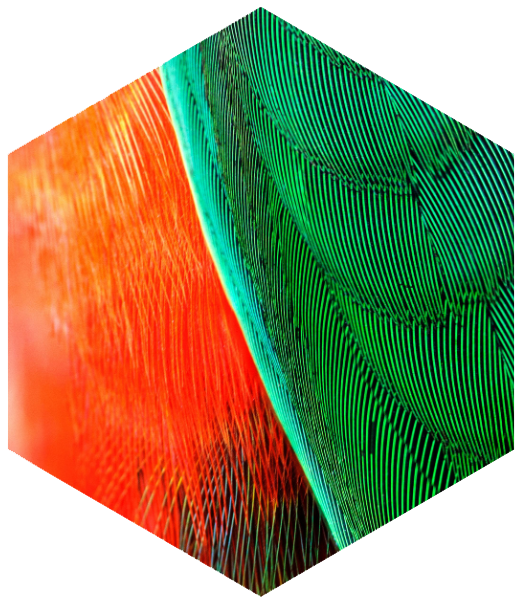 biomimétisme design esthétiques
