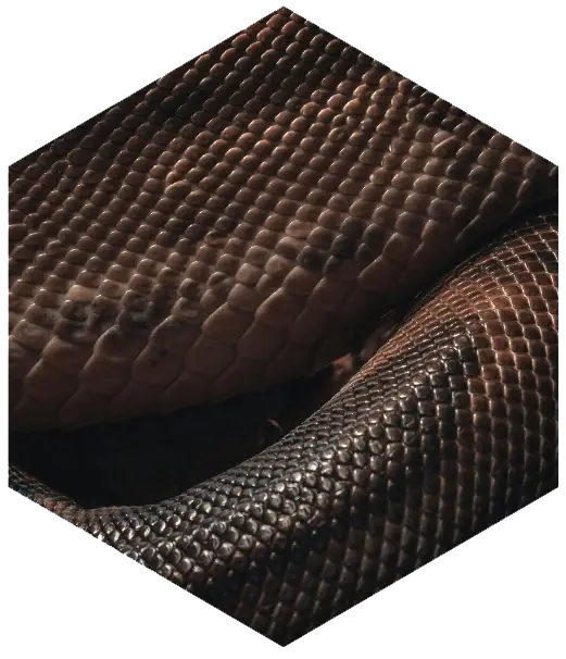 biomimétisme matériaux