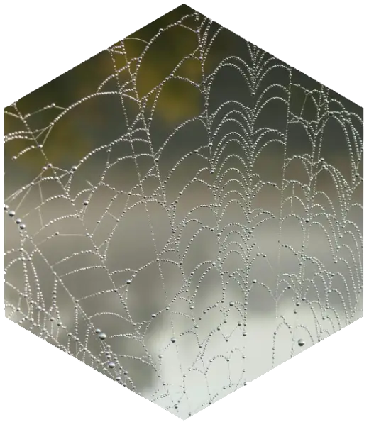 biomimétisme structure fiable