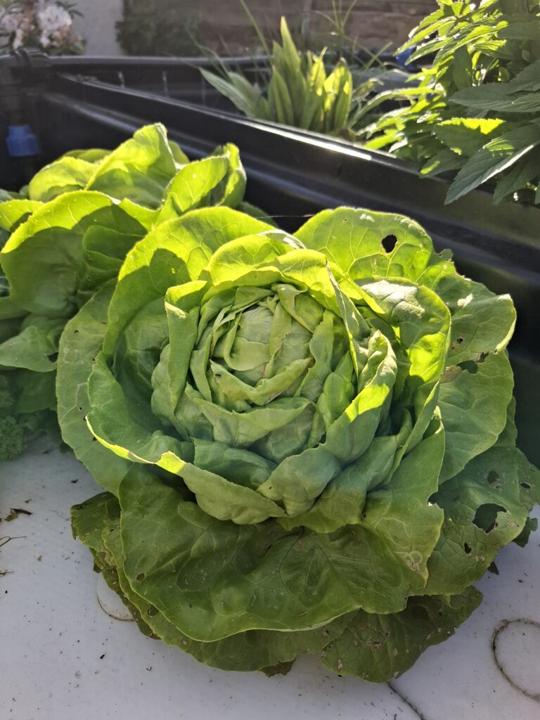 salade aquaponie