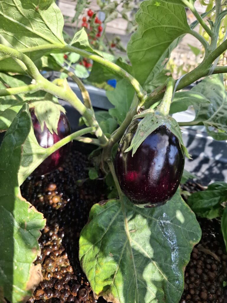 aubergine aquaponie
