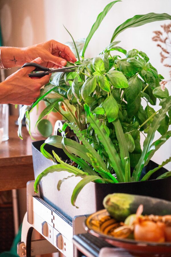 Univers Plantes aquaponie facile