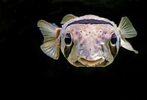 poisson sensible