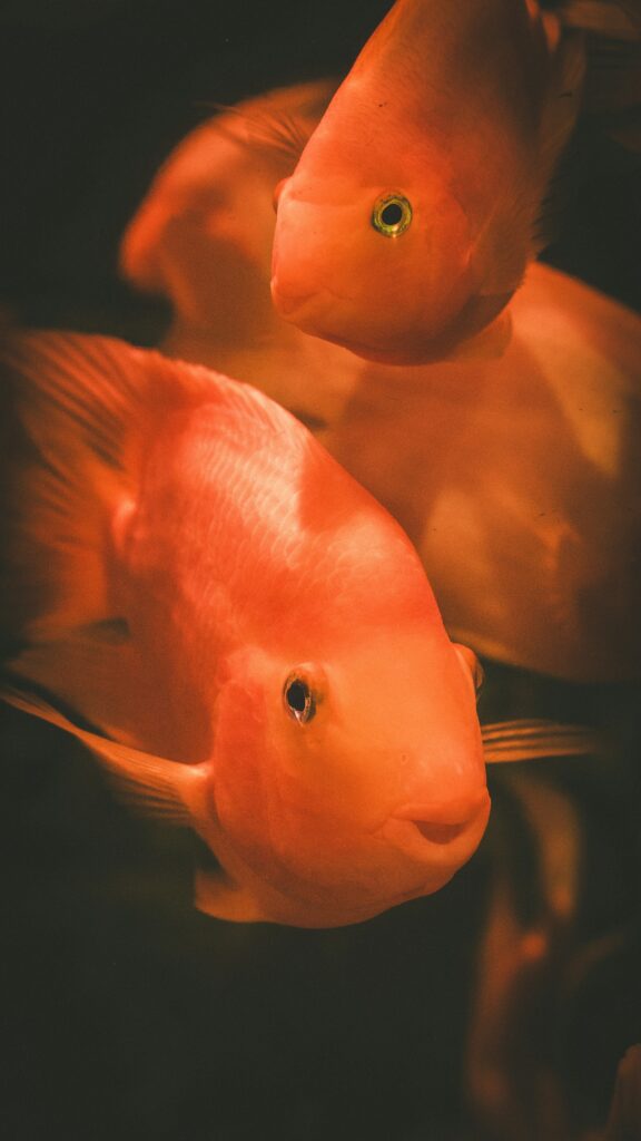 bien-être poisson aquaponie