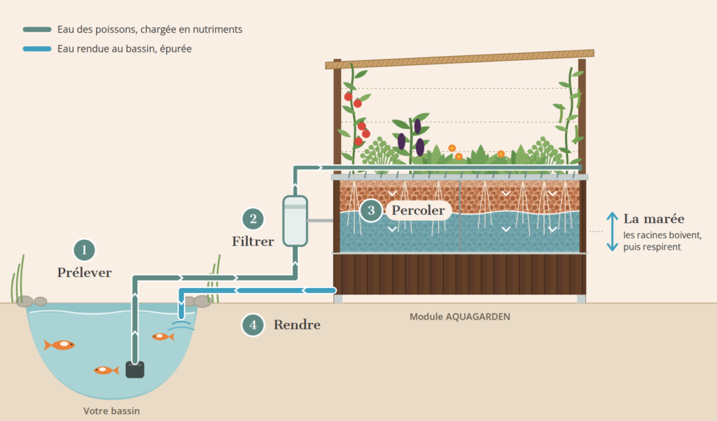 Schéma de fonctionnement du module AQUAGARDEN raccordé à un bassin