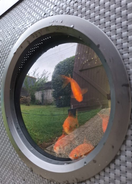 poissons rouge aquaponie