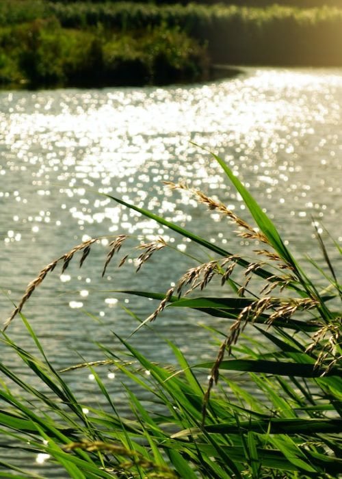 riviere